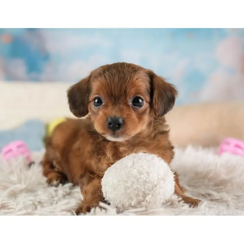 販売中の埼玉県のチワプー:チワワ×トイプードル-453233の9枚目