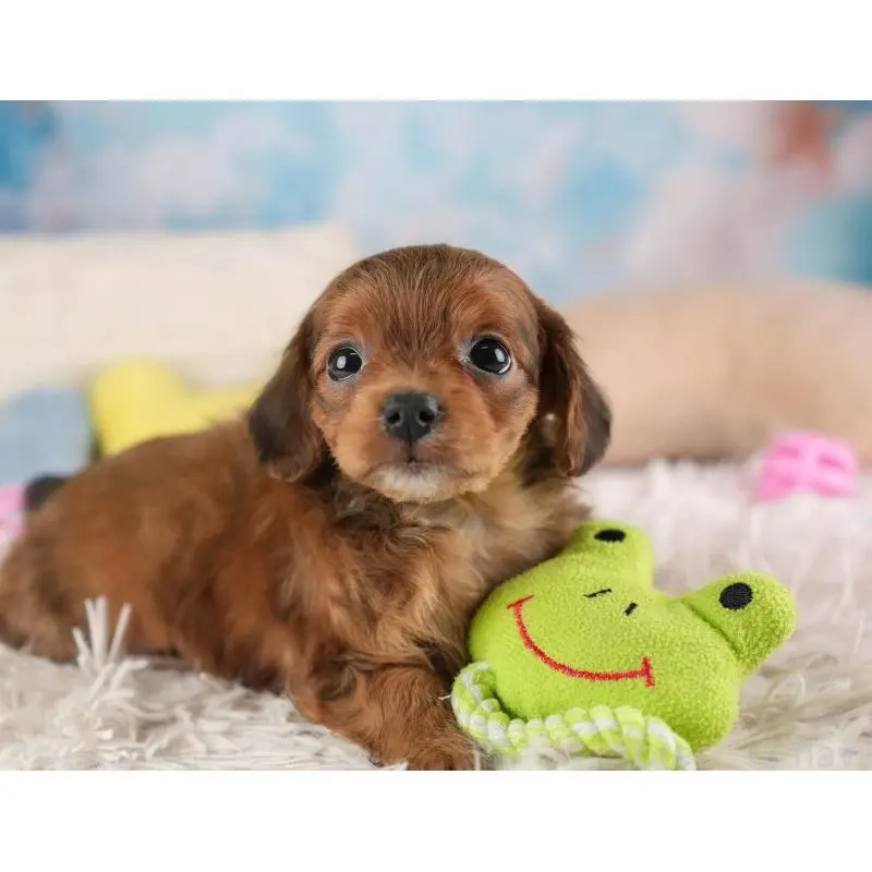 販売中の埼玉県のチワプー:チワワ×トイプードル-453233の8枚目