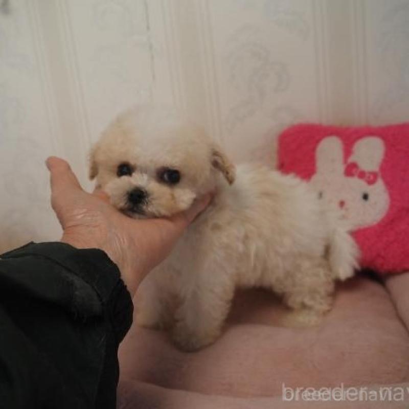 販売中の奈良県のトイプードル-452382の4枚目