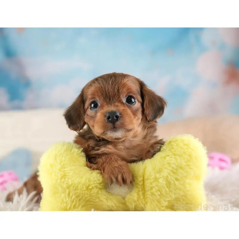 販売中の埼玉県のチワプー:チワワ×トイプードル-453233の7枚目