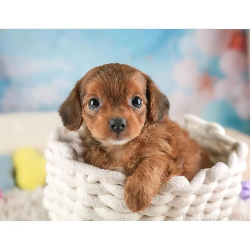 販売中の埼玉県のチワプー:チワワ×トイプードル-453233の6枚目