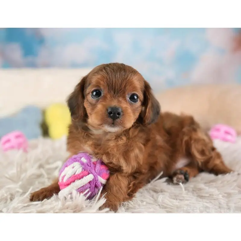 販売中の埼玉県のチワプー:チワワ×トイプードル-453233の5枚目