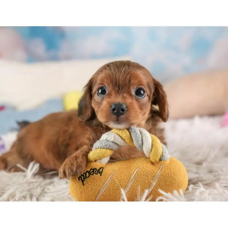 販売中の埼玉県のチワプー:チワワ×トイプードル-453233の4枚目