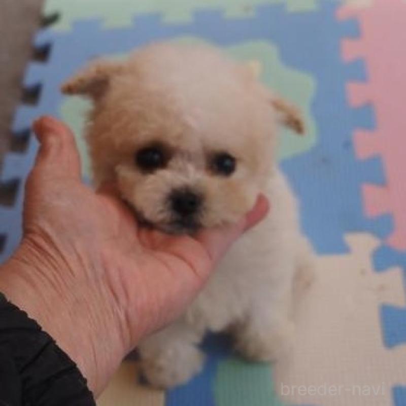 販売中の奈良県のトイプードル-452382の3枚目