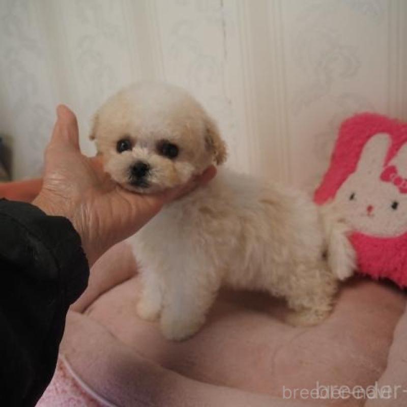 販売中の奈良県のトイプードル-452382の2枚目