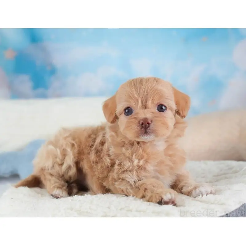 販売中の埼玉県のチワプー:チワワ×トイプードル-453234の12枚目