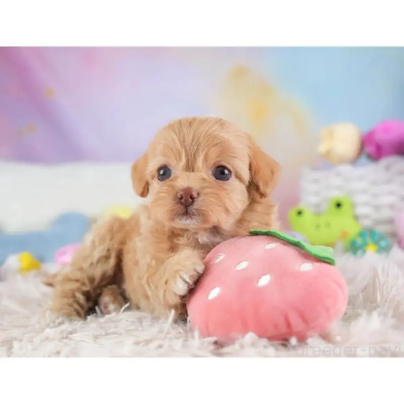 販売中の埼玉県のチワプー:チワワ×トイプードル-453234の11枚目