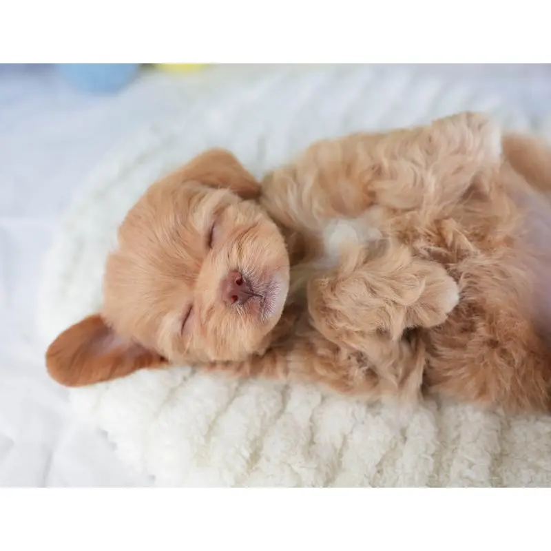 販売中の埼玉県のチワプー:チワワ×トイプードル-453234の10枚目