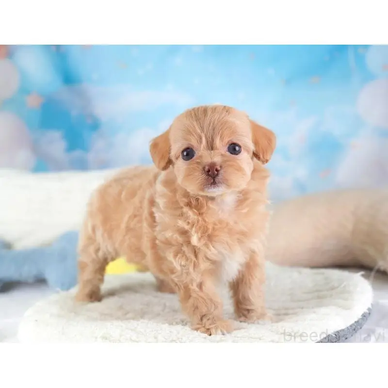 販売中の埼玉県のチワプー:チワワ×トイプードル-453234の9枚目