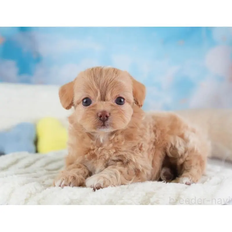 販売中の埼玉県のチワプー:チワワ×トイプードル-453234の8枚目