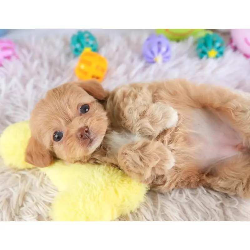 販売中の埼玉県のチワプー:チワワ×トイプードル-453234の7枚目