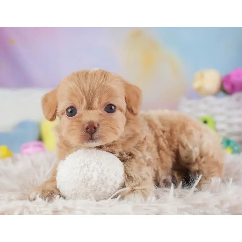 販売中の埼玉県のチワプー:チワワ×トイプードル-453234の6枚目