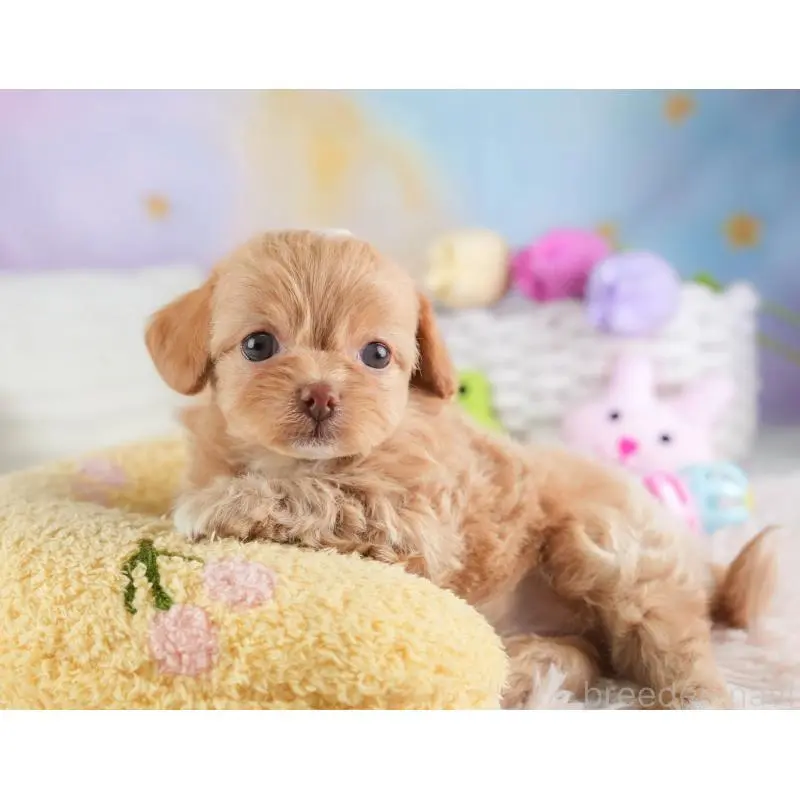 販売中の埼玉県のチワプー:チワワ×トイプードル-453234の5枚目