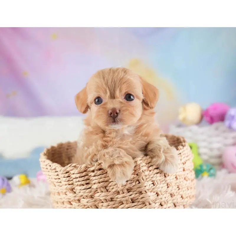 販売中の埼玉県のチワプー:チワワ×トイプードル-453234の4枚目