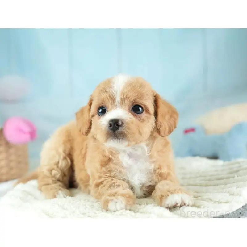 販売中の埼玉県のチワプー:チワワ×トイプードル-453235の12枚目