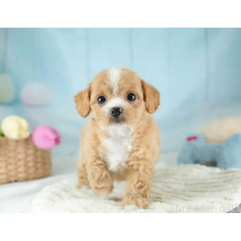 販売中の埼玉県のチワプー:チワワ×トイプードル-453235の11枚目