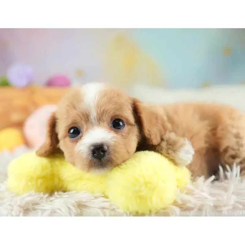 販売中の埼玉県のチワプー:チワワ×トイプードル-453235の10枚目