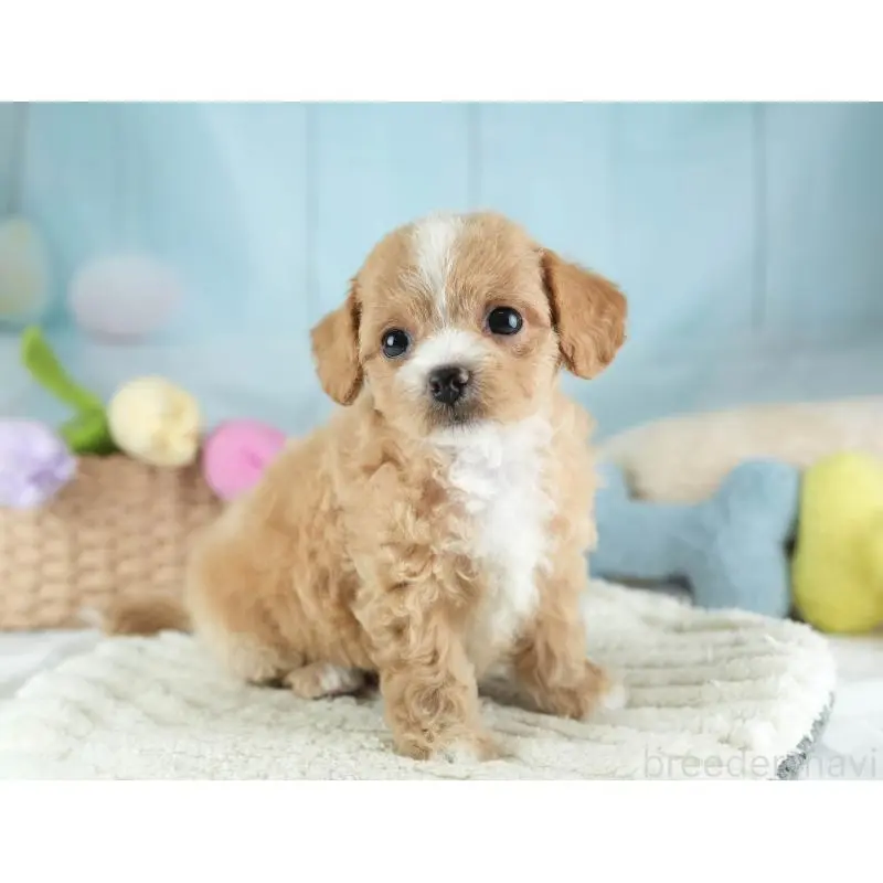 販売中の埼玉県のチワプー:チワワ×トイプードル-453235の9枚目