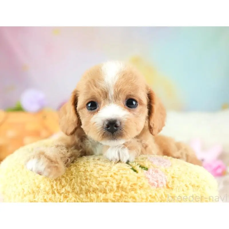 販売中の埼玉県のチワプー:チワワ×トイプードル-453235の8枚目