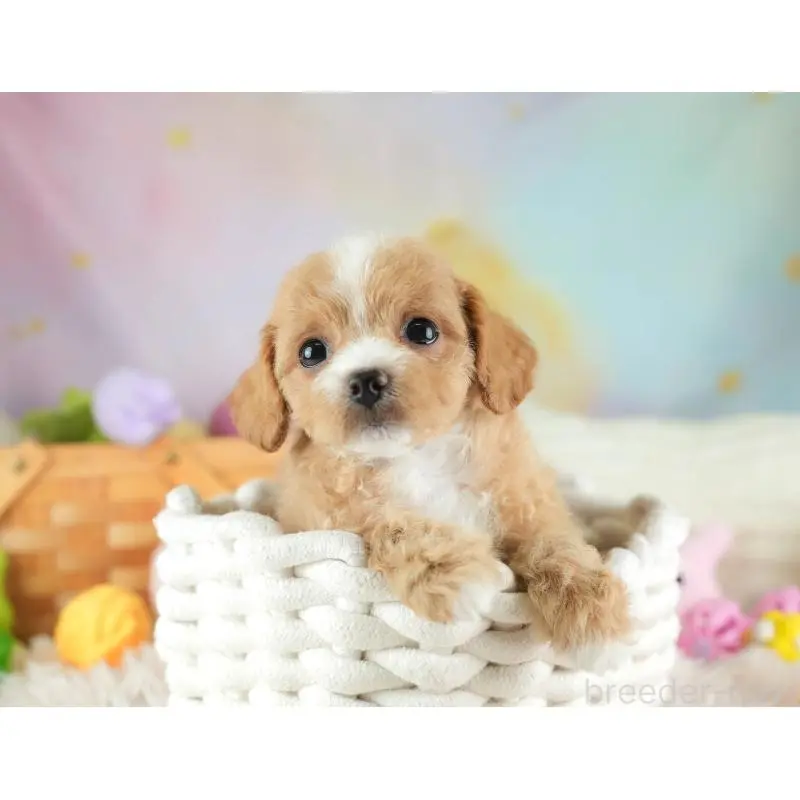 販売中の埼玉県のチワプー:チワワ×トイプードル-453235の7枚目