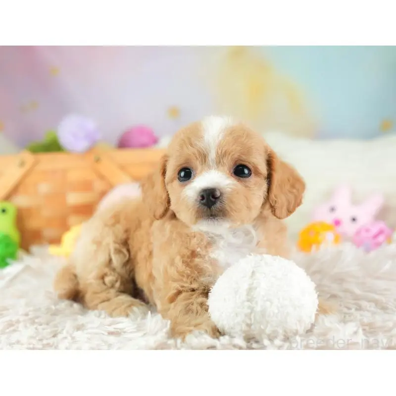 販売中の埼玉県のチワプー:チワワ×トイプードル-453235の6枚目