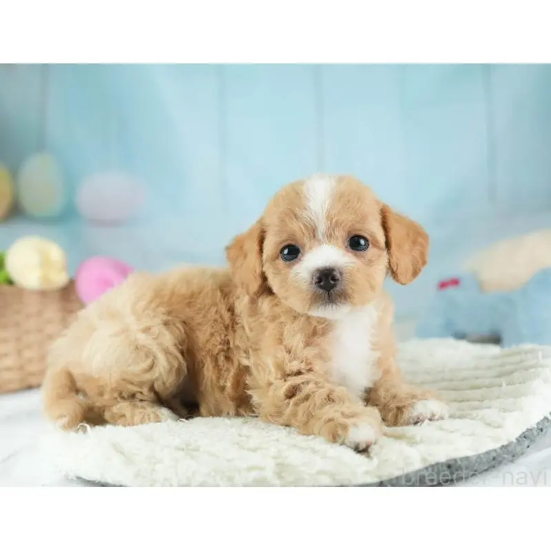 販売中の埼玉県のチワプー:チワワ×トイプードル-453235の5枚目