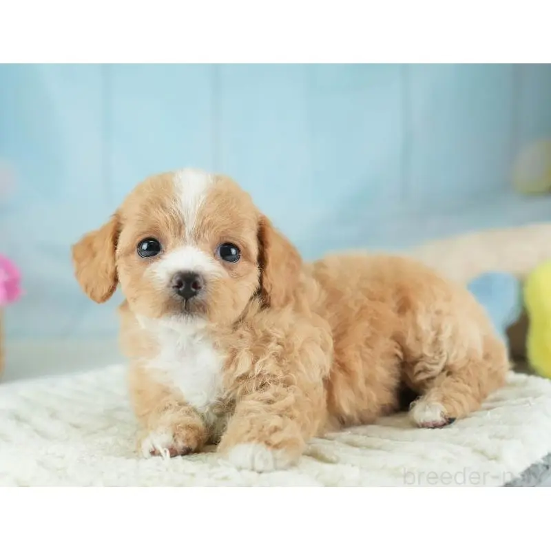 販売中の埼玉県のチワプー:チワワ×トイプードル-453235の4枚目