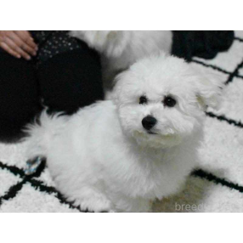 商談中の愛知県のビションフリーゼ-434960の9枚目