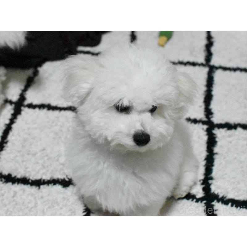 商談中の愛知県のビションフリーゼ-434960の8枚目