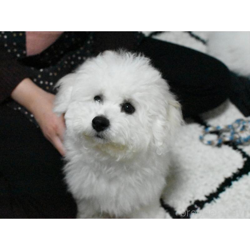 商談中の愛知県のビションフリーゼ-434960の7枚目