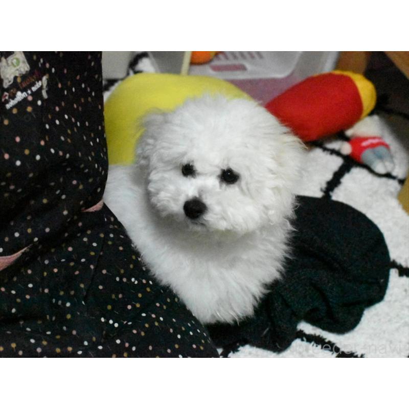 商談中の愛知県のビションフリーゼ-434960の6枚目