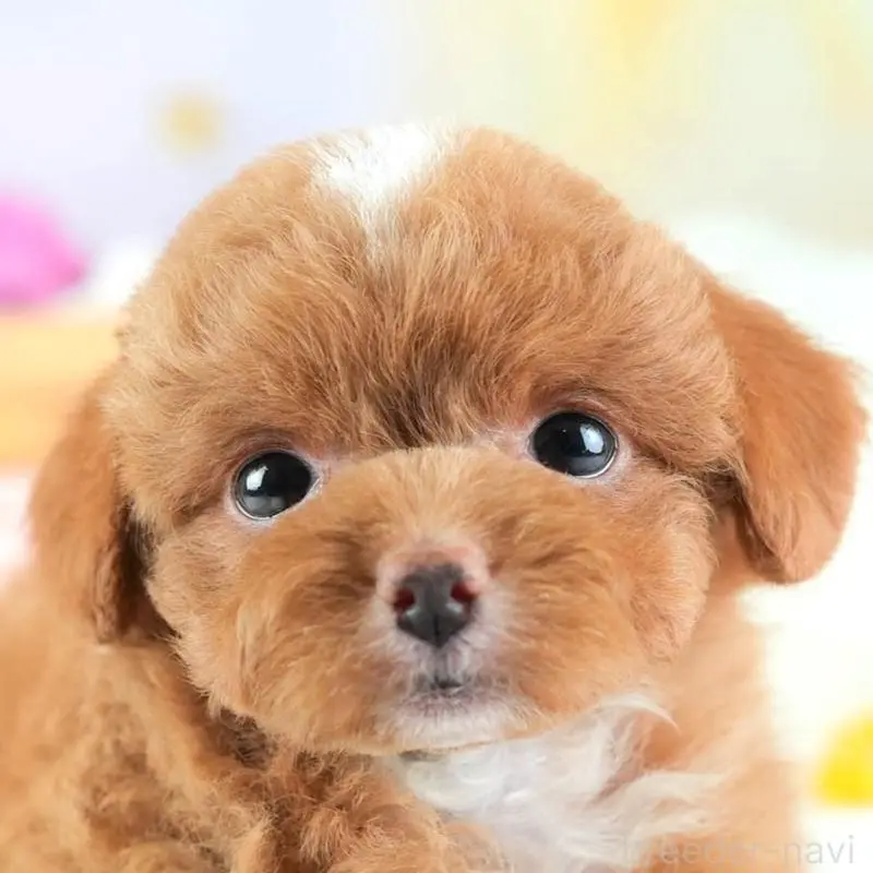 ♂︎チワプー:チワワ×トイプードル