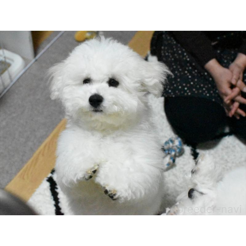 商談中の愛知県のビションフリーゼ-434960の5枚目