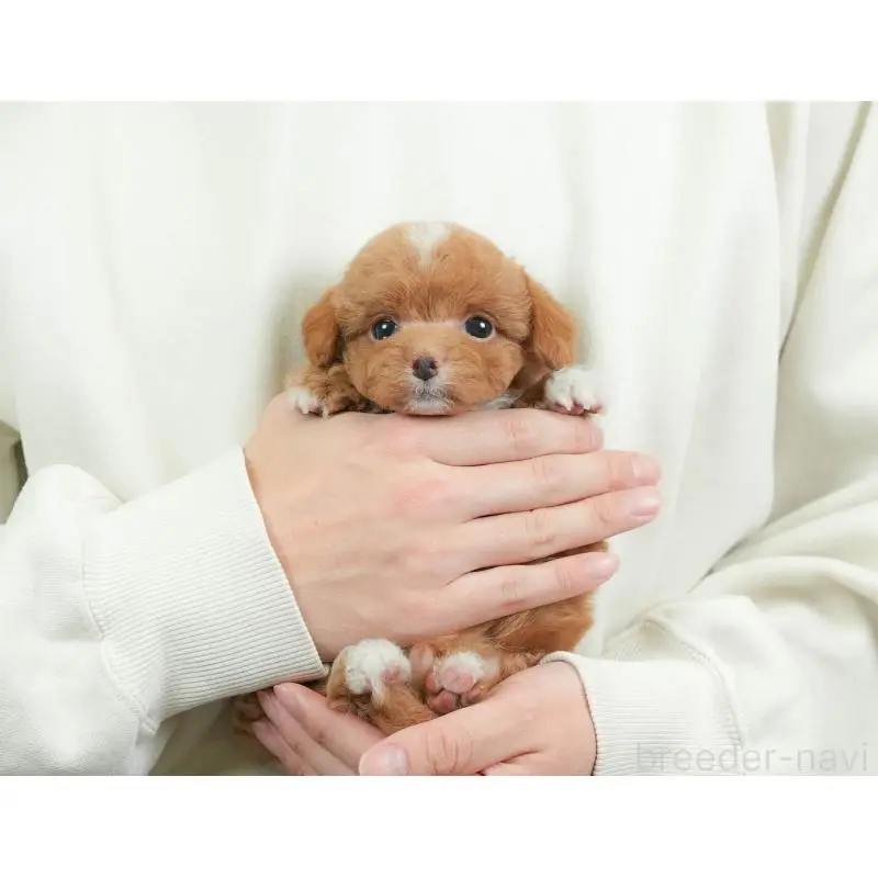 販売中の埼玉県のチワプー:チワワ×トイプードル-453231の12枚目