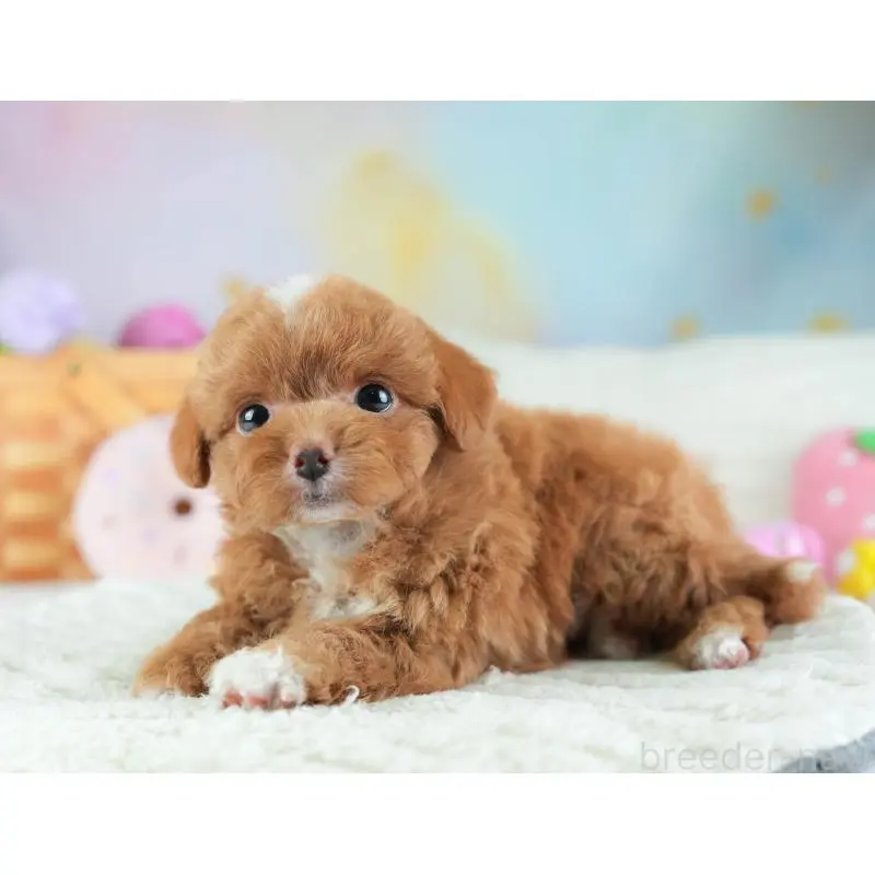 販売中の埼玉県のチワプー:チワワ×トイプードル-453231の11枚目