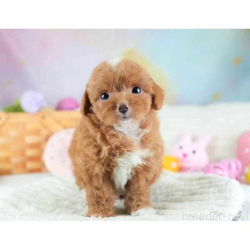 販売中の埼玉県のチワプー:チワワ×トイプードル-453231の10枚目