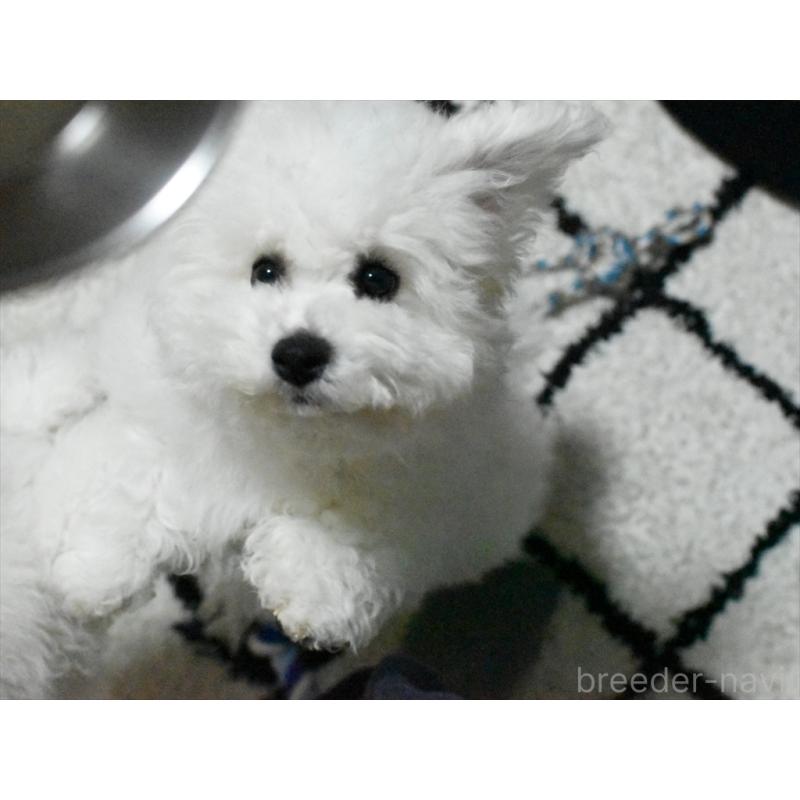 商談中の愛知県のビションフリーゼ-434960の4枚目