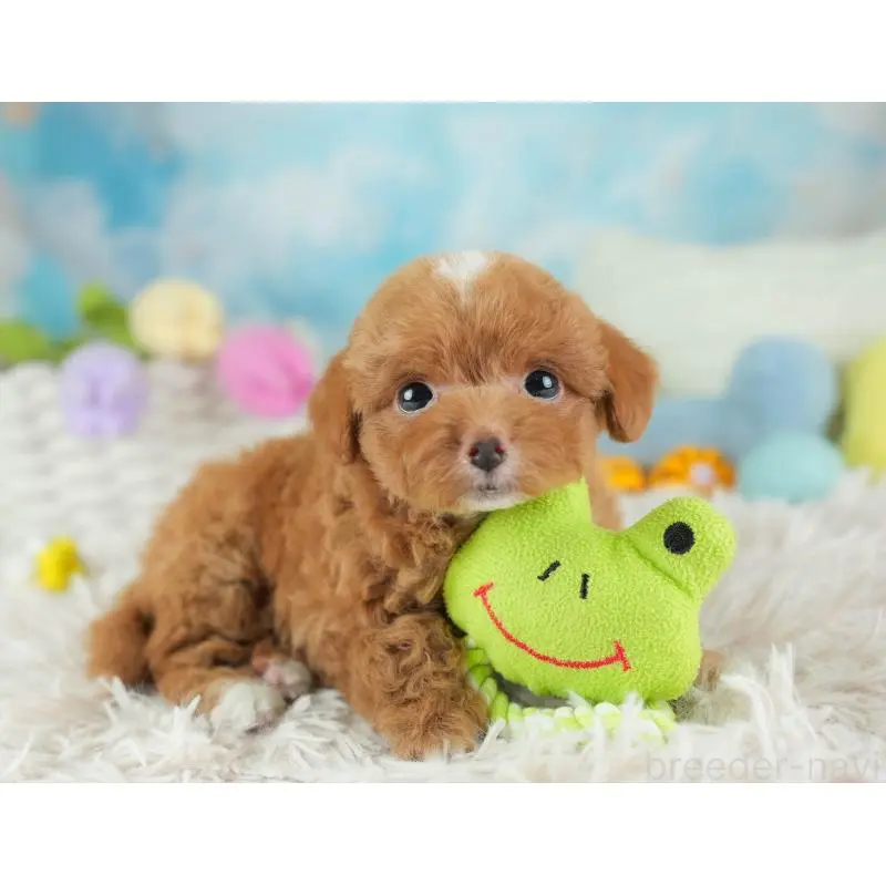 販売中の埼玉県のチワプー:チワワ×トイプードル-453231の9枚目