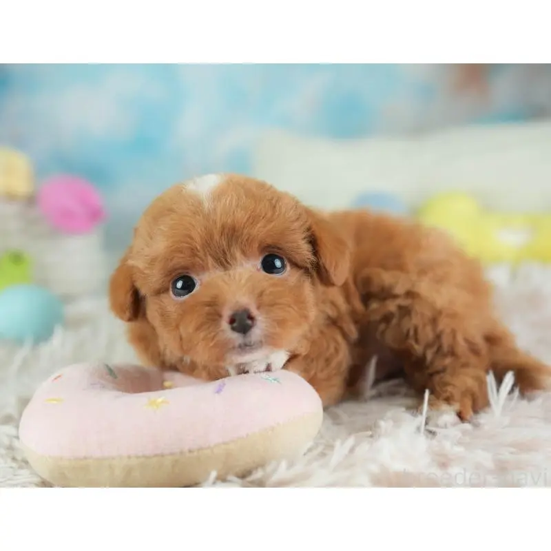 販売中の埼玉県のチワプー:チワワ×トイプードル-453231の8枚目