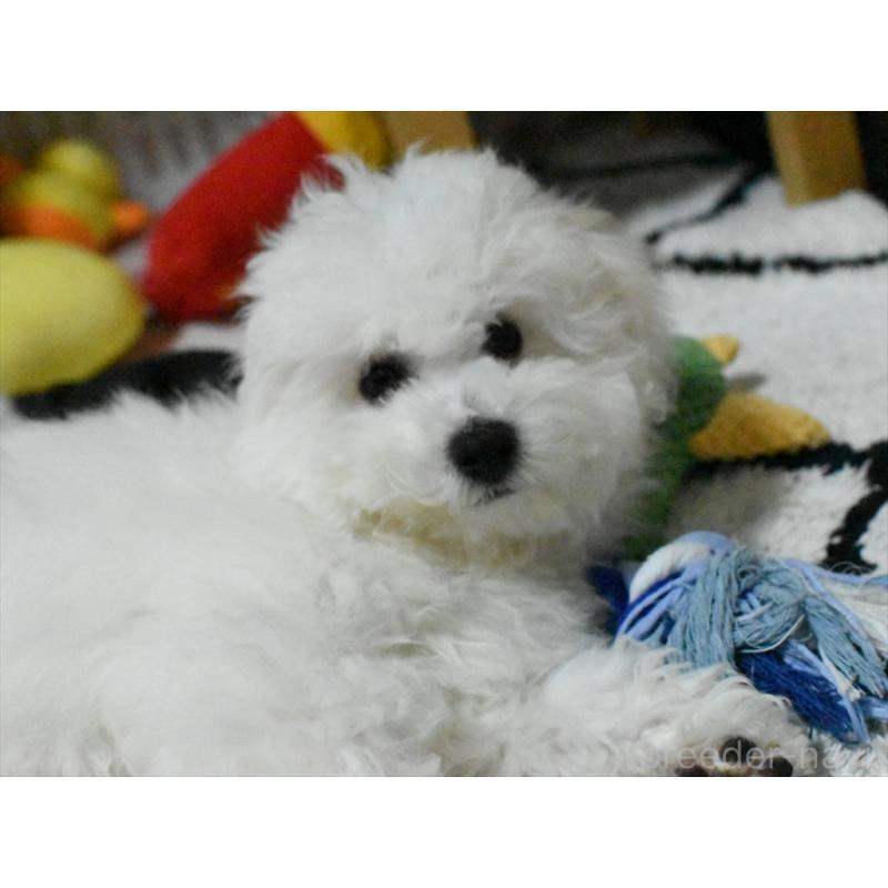 商談中の愛知県のビションフリーゼ-434960の3枚目