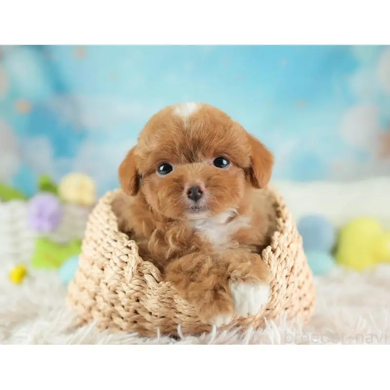 販売中の埼玉県のチワプー:チワワ×トイプードル-453231の7枚目