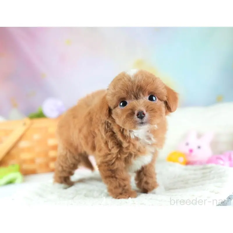 販売中の埼玉県のチワプー:チワワ×トイプードル-453231の6枚目