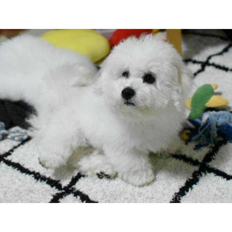 商談中の愛知県のビションフリーゼ-434960の2枚目