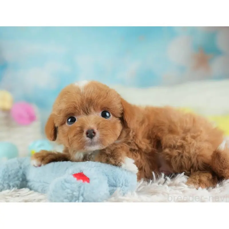 販売中の埼玉県のチワプー:チワワ×トイプードル-453231の4枚目