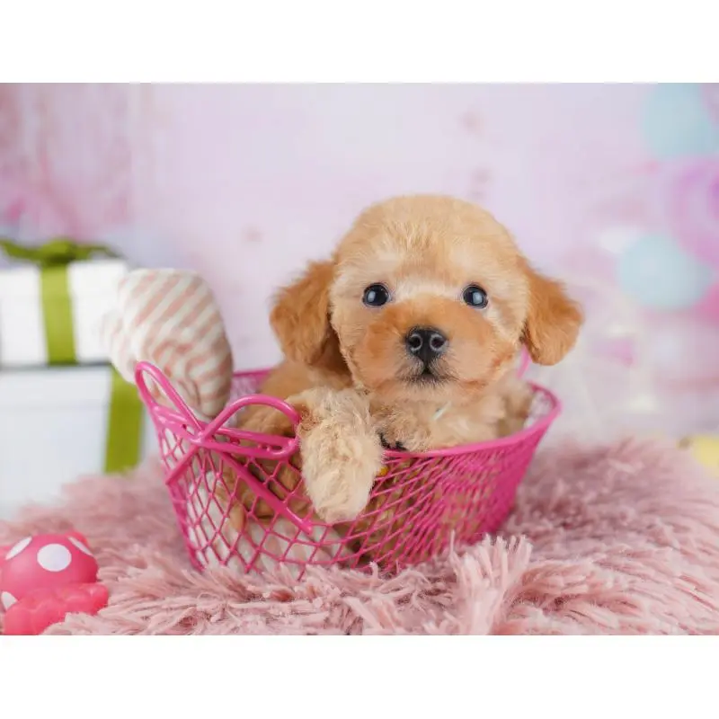 販売中の千葉県のトイプードル-453229の11枚目