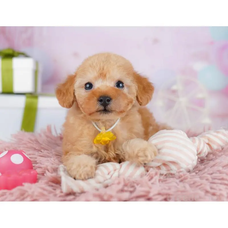 販売中の千葉県のトイプードル-453229の10枚目