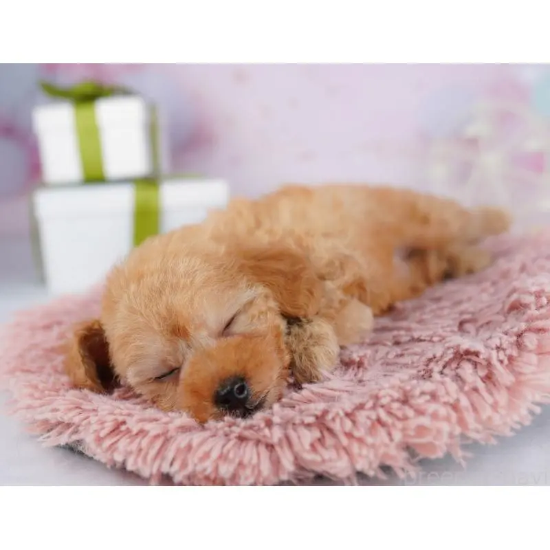 販売中の千葉県のトイプードル-453229の9枚目