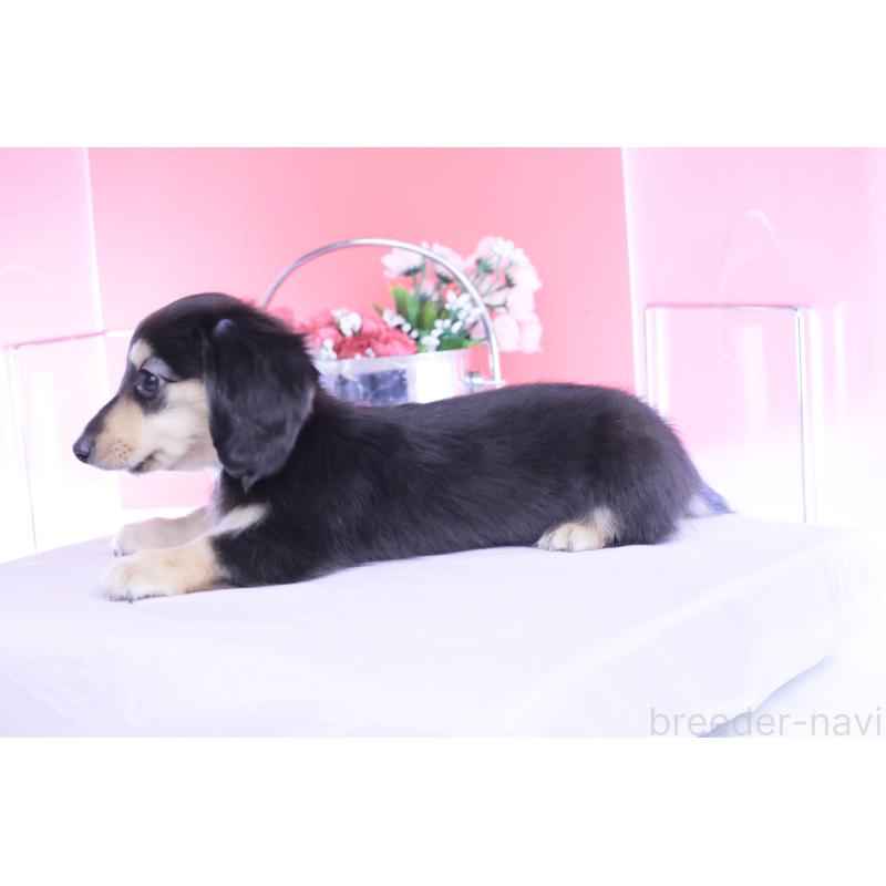 成約済の愛知県のカニンヘンダックスフンド(ロングヘアード)-446085の2枚目