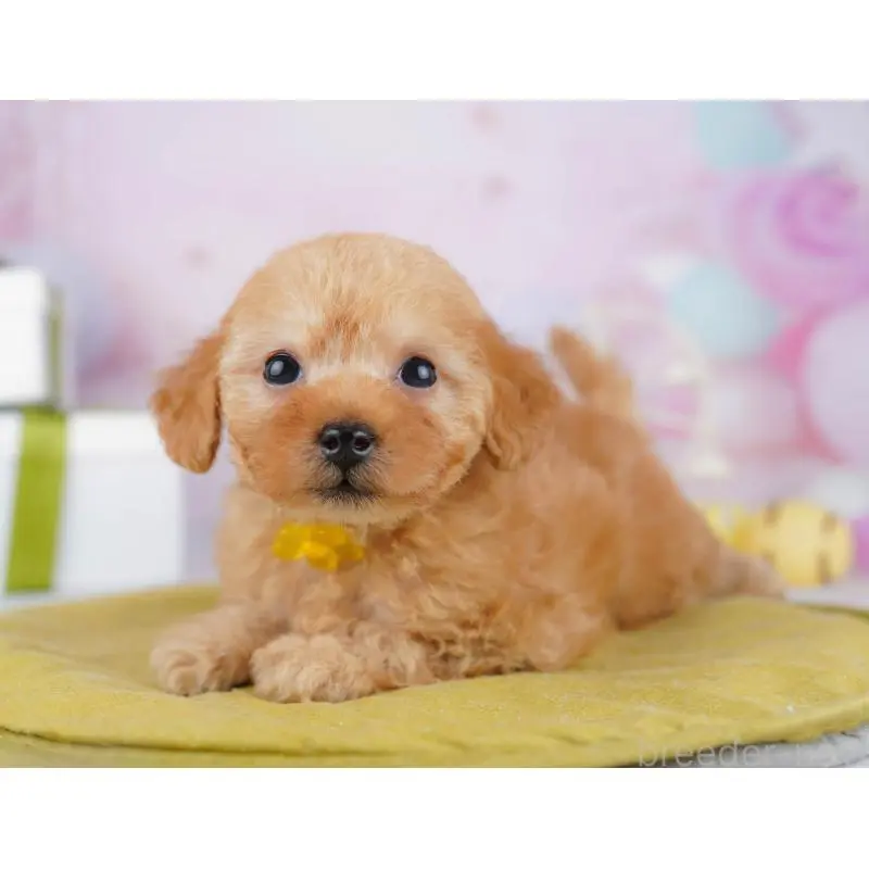 販売中の千葉県のトイプードル-453229の7枚目