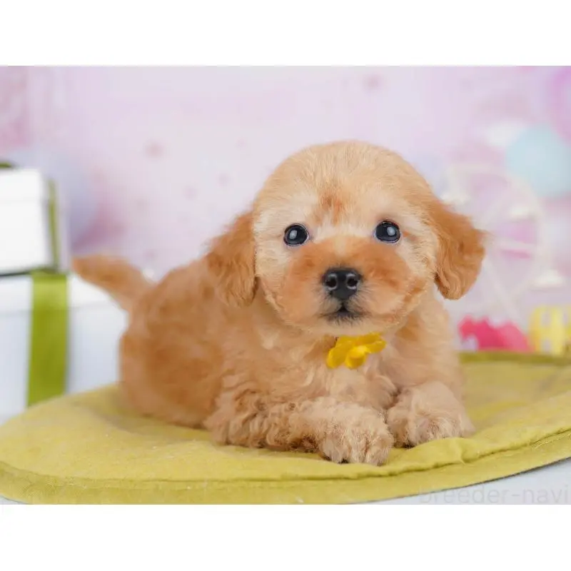 販売中の千葉県のトイプードル-453229の6枚目